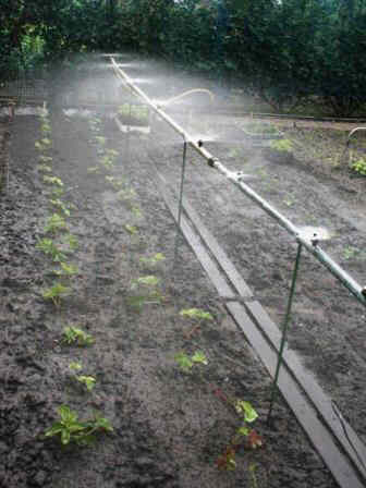 20060801_040AardbeiRegen