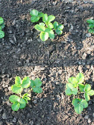 20060813_045Aardbei2