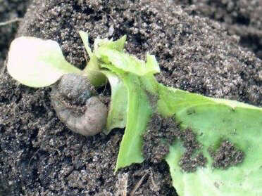 20061001-055Aardrups