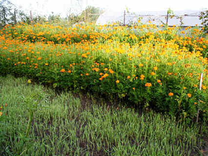 20061007-057RoggeAfrikaan