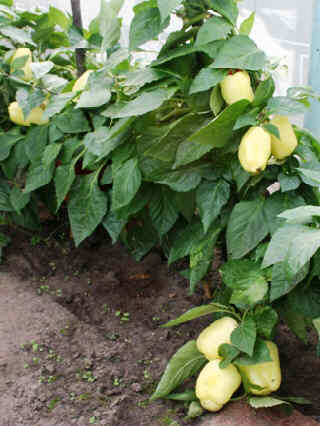 20061009-058WittePaprika