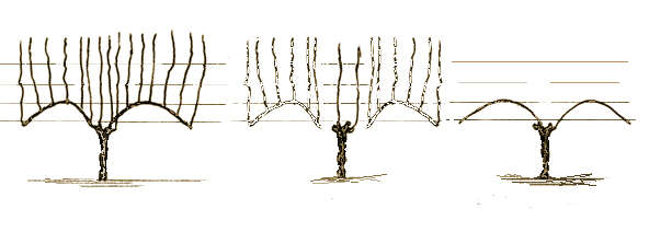 20061018-059GuyotSnoei