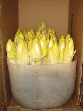 20090201_002Witlof