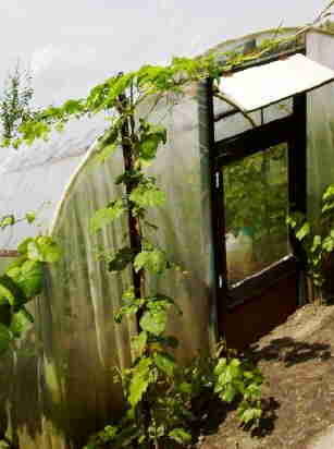 20090619_021%20Hop
