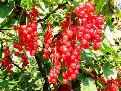 20090716_023Rovada