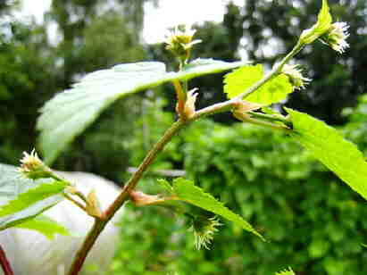 20090724_026BloeiendeHop