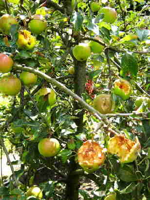 20090728_027Vogelvraat