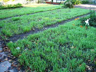 20091009_036WinterroggeAlsGroenbemester