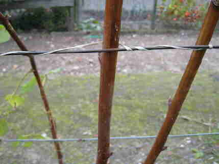 20091015_037bFrambozenAangebonden