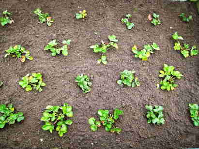 20091018_038GeplantInAardbeienbak