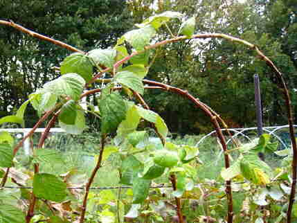20091021_041Uitbuigen