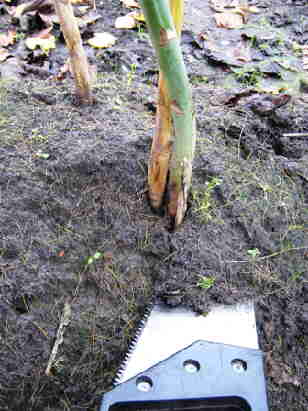 20091111_043AspergesZagen