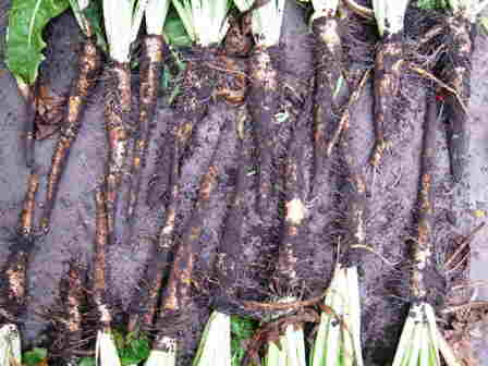 20101004 090_Witlofpennen