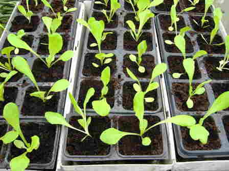 20101005 093_Slaplantjes