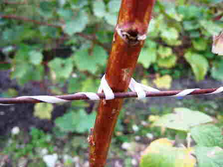 20101006 094_FrambozenTouw2