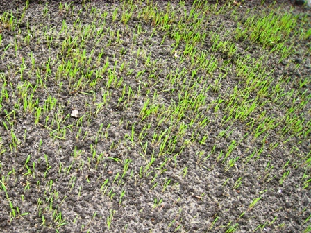 20101006 095_Winterrogge