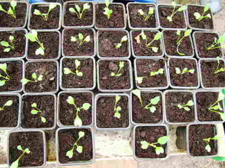 20101006 096_Bloemkoolplantjes