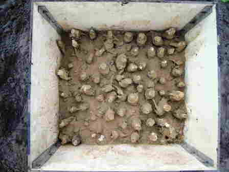 20101012 097_Witlofbak