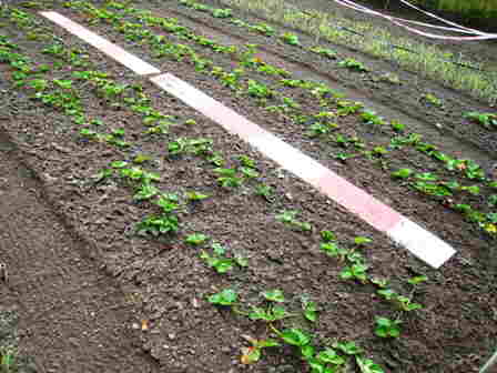 20101014 098_Aardbeien