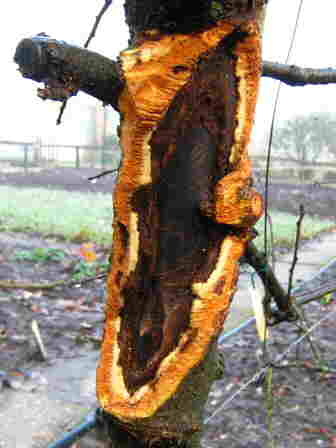 20101116 105_KankerSchoon