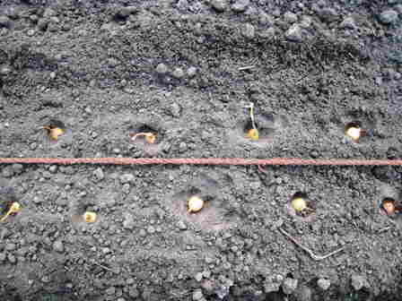 20110404_024_plantuitjes