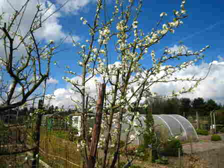 20110404_025_pruimenbomen