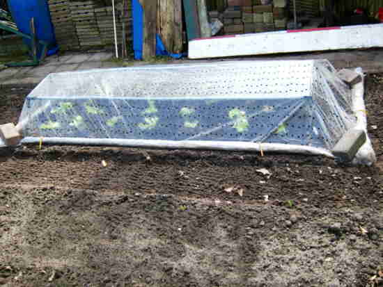 20110413_029_plantjes