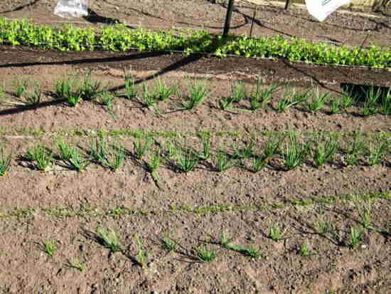 20110419_030_worteltjes