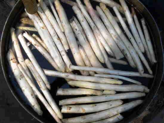 20110420_031_asperges
