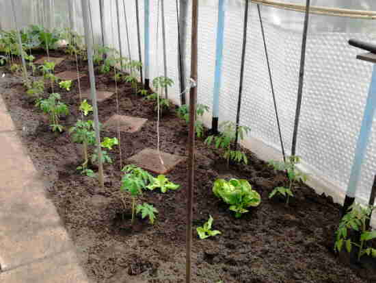 20110428_032_tomaten