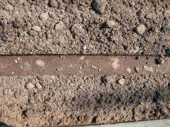 20110429_033_witlof