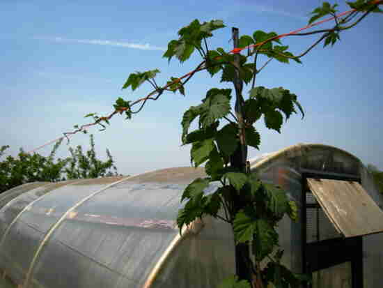 20110429_034_hop