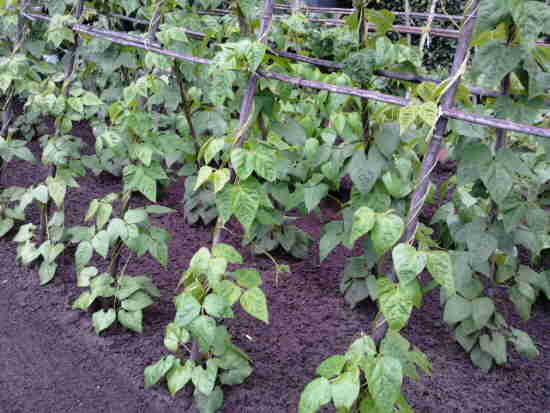20110623_039_Bonenstokken.jpg