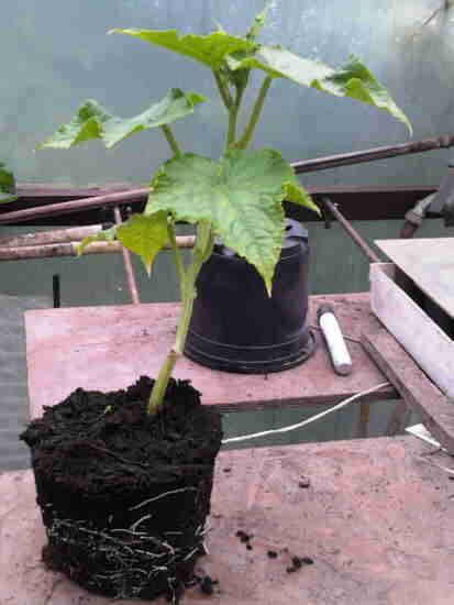 20110625 040 Komkommerstek