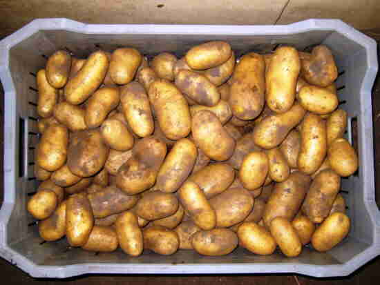 20110803 044_AardappelEden