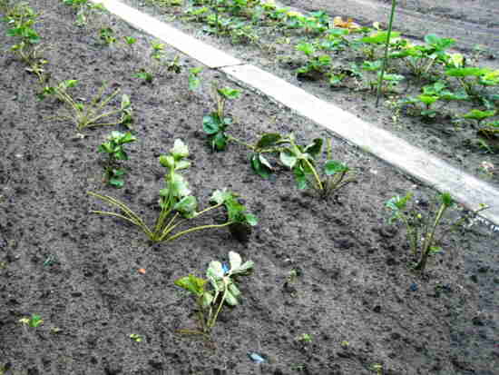20110807 047_Aardbeien