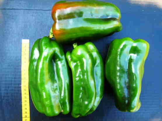 20110819 050_Paprika