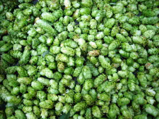 20110903 051_Hop