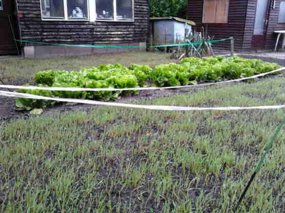 20110927 053_Winterrogge