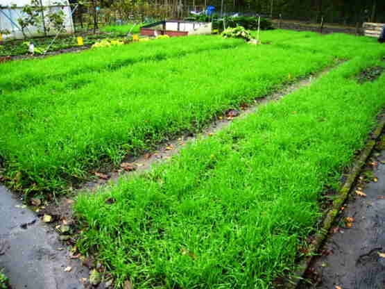 20111025 057_Winterrogge