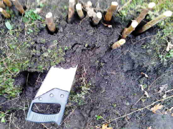20111129 058_AspergeZaag