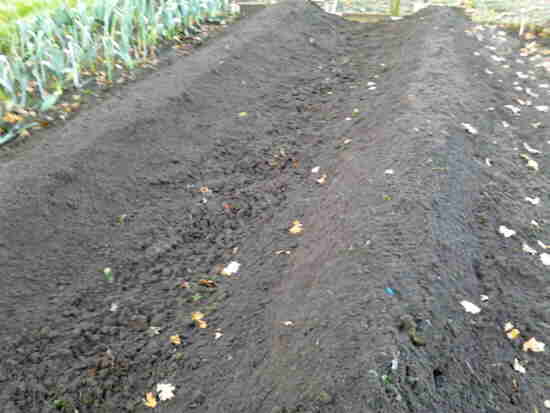 20111130 059_AspergeRuggen