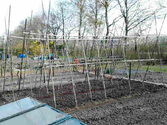 20120403 012 Bonenstaken