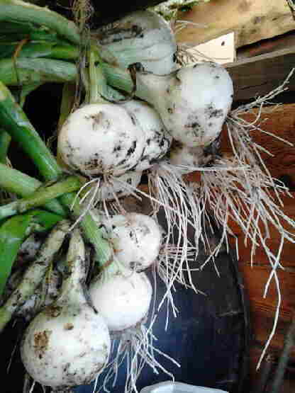 20120712 025 Winterui