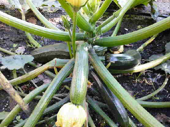 20120724 027 Courgette