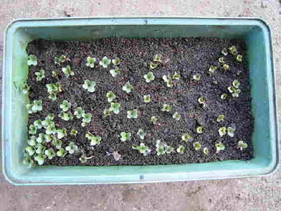 20120916 037 Bloemkool