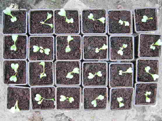 20120929 041 Bloemkool