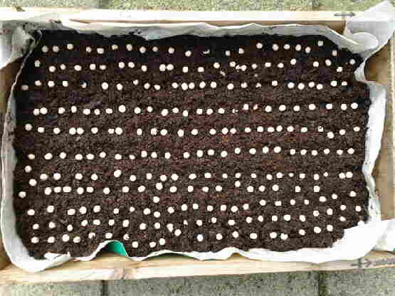 20130321 011 Erwten