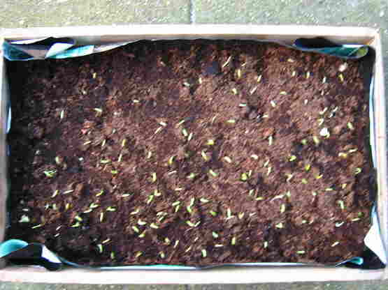 20140321 011 Peultjes