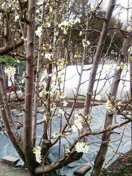 20140327 013 Pruimenboom